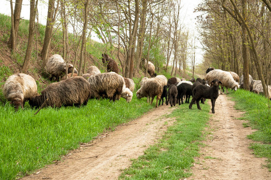 Flock of sheep on the road in the woods