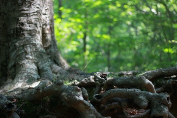 Fototapeta na wymiar Tangled Tree Roots Beech