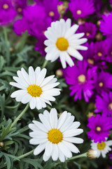 Fototapeta premium Gardening