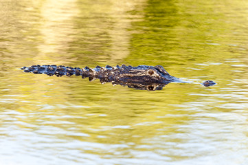 Alligator early evening