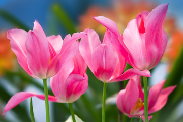 Pink tulips