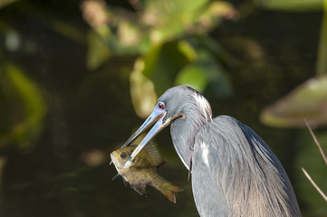 Tricolored Heron spears fish