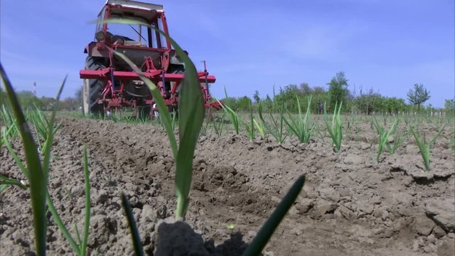 Tractor cultivates land planted with onions