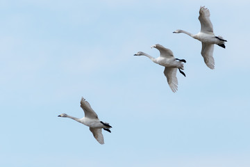 Obraz premium 飛ぶ白鳥達(幼鳥)