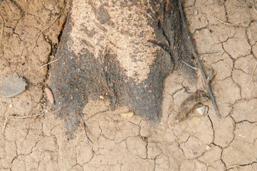 Tree roots on the crack ground