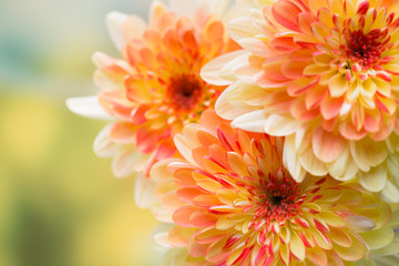 Dahlia flowers close up for yellow background.