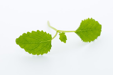 Fresh raw mint leaves isolated on white background