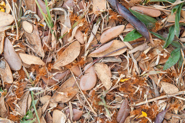 Dry leaves drop on the ground.