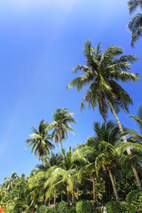 Naklejka premium Palm trees, low angle view against blue sky.