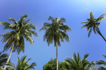 Obraz premium Palm trees, low angle view against blue sky.