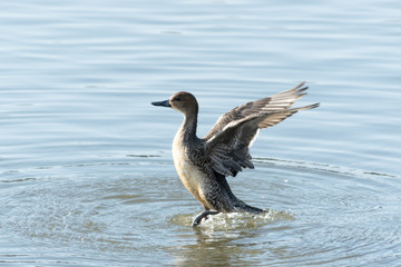 開翼するオナガガモ
