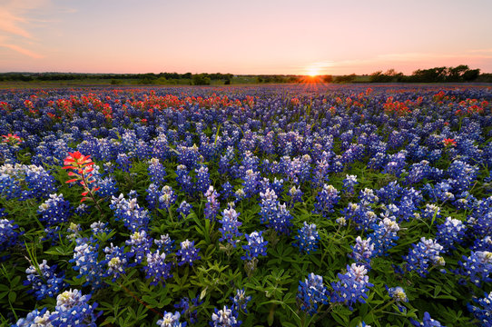 Wild flower Bluebonnet in Texas