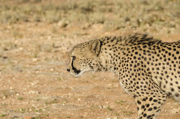Cheetah walking in the evening sun in Namibia.