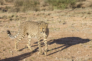 Cheetah walking in the evening sun in Namibia.