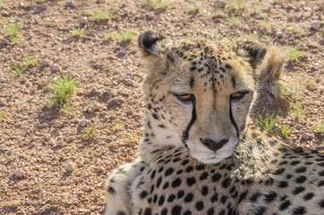 Cheetah