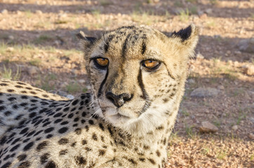 Naklejka premium Cheetah