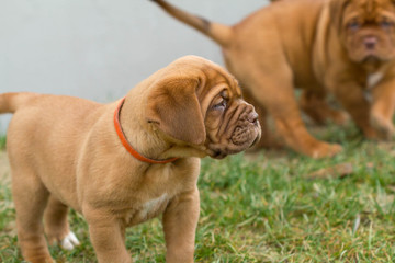 Cute Bordeaux dog standing in the garden