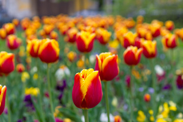 Obraz premium Colorful tulips in a garden, springtime