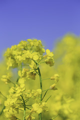 canola field under blue sky