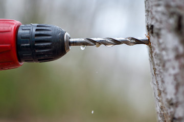 Collecting juice from birch tree  