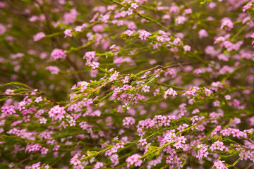 Fototapeta premium coleonema pulchellum flowers