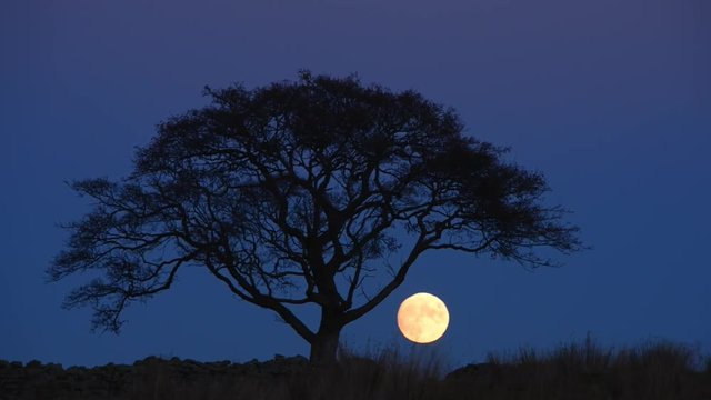 Full moon behind a silhouette of tree swaying in the wind.