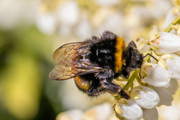 hummel nahaufnahme