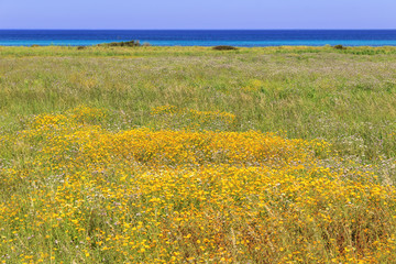 The Regional Natural Park Dune Costiere.BRINDISI (Apulia)-ITALY-Marine dunes with wild flowers.The...