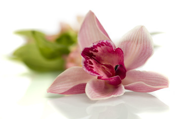 Fototapeta premium Storczyk