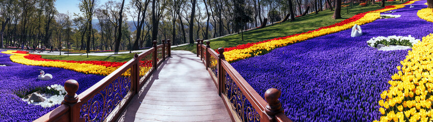 Romantic wooden bridge among of tulips, panorama scene.