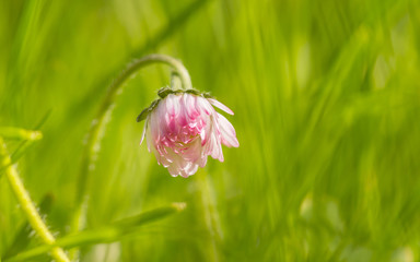 pink  tender flower 