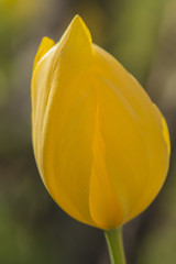 yellow shapes on a fresh yellow tulip flower