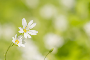 tiny white flowers at daylight rays 1