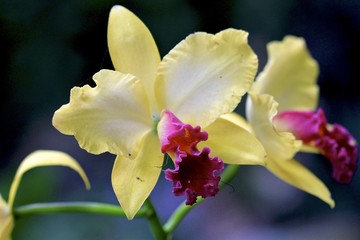 Obraz premium beautiful light yellow orchid with dark pink center at fairchild gardens