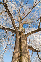 Snowy Oak Tree