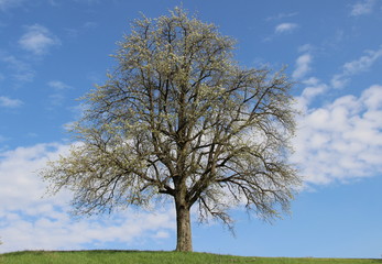 Fototapeta na wymiar Einsamer Baum vor blauem Himmel