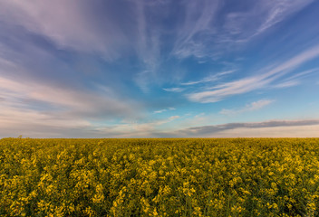 Obraz premium beautiful landscape with rapeseed
