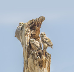 Three To Fledge - Three great horned owlets have been jumping around their nest, exercising their wings and getting ready to take flight in just a few hours. Chatsfield State Park, Colorado. 