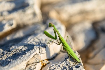 Praying Mantis on rocks