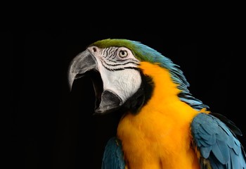 Blue and Gold Macaw (Ara ararauna)
