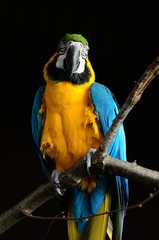 Blue and Gold Macaw (Ara ararauna) © designmethod