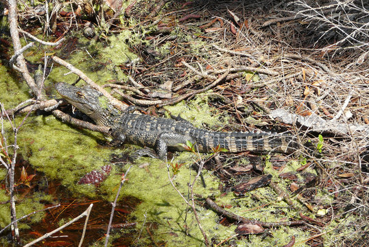 Young Alligator in Florida Marsh