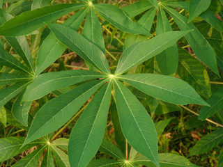 Yucca plant