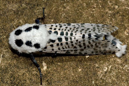 Leopard Moth (Zeuzera pyrina) from above. Striking and unusual white moth with black spots, in the family Cossidae