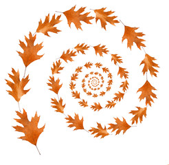 Naklejka premium Dry autumn leaves shaped as spiral isolated on white