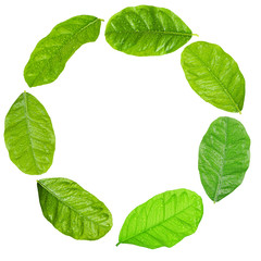 Green citrus leaves shaped as round frame isolated on white