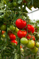 tomato