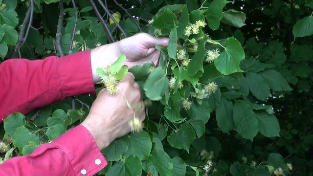 Man herbalist  picking linden tree blossoms from flowering lime tree in summer 