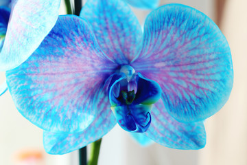 Fototapeta na wymiar Beautiful blue orchid flowers, close up