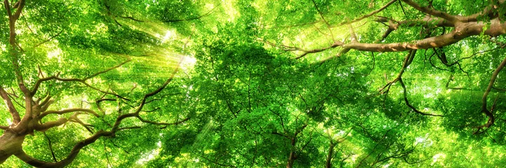 Fototapeten Sonnenstrahlen leuchten durch Blätterdach hoher Bäume © Smileus
